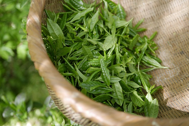 kratom čaj