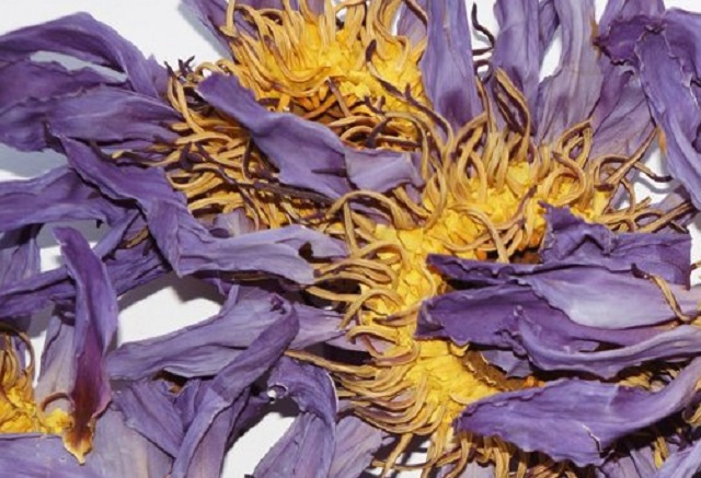 Blue Lotus