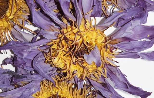 Blue Lotus